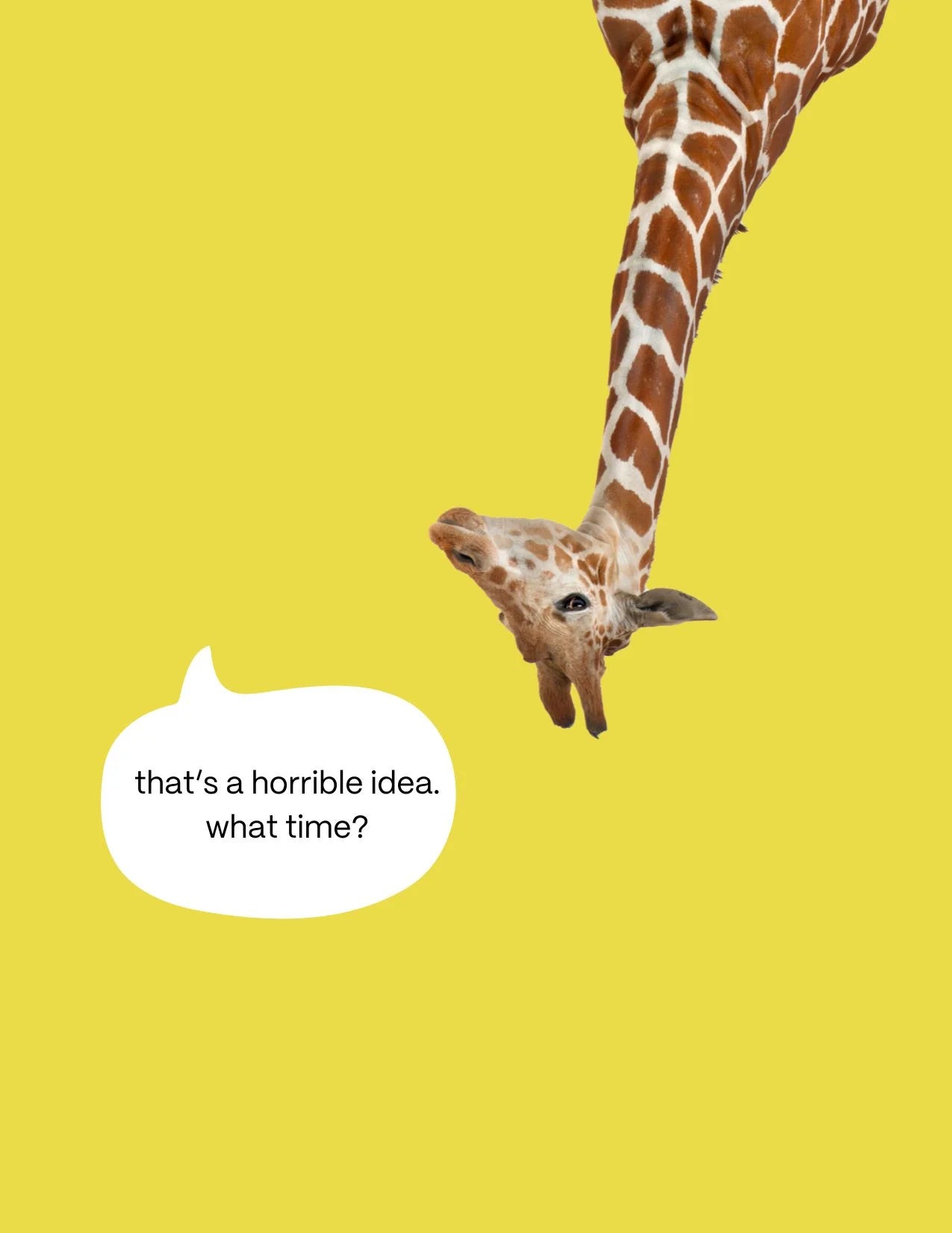 Carlos-kirahvi postikortti That's a horrible idea. What time?